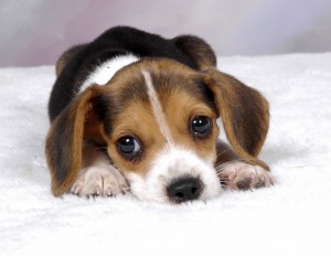 Beagle Pup 2