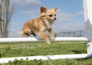 jumping chihuahua