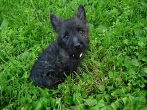 9_week_old_cairn_puppy