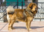 Portrait of a beautiful dog breed Tibetan Mastiff