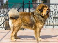 Portrait of a beautiful dog breed Tibetan Mastiff